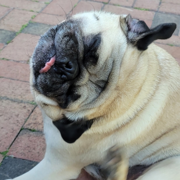 Meet your Posher, Pudge The Pug - Picture 3 of 12